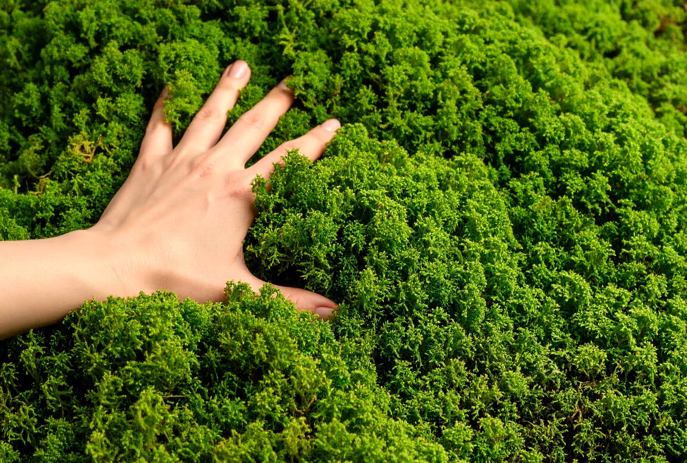 echtes Islandmoos benötigt keine Pflege reguliert Luftfeuchtigkeit absorbiert Schall